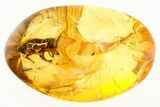 Detailed Fossil Cockroach (Blattodea) In Baltic Amber - Rare! #272154-1